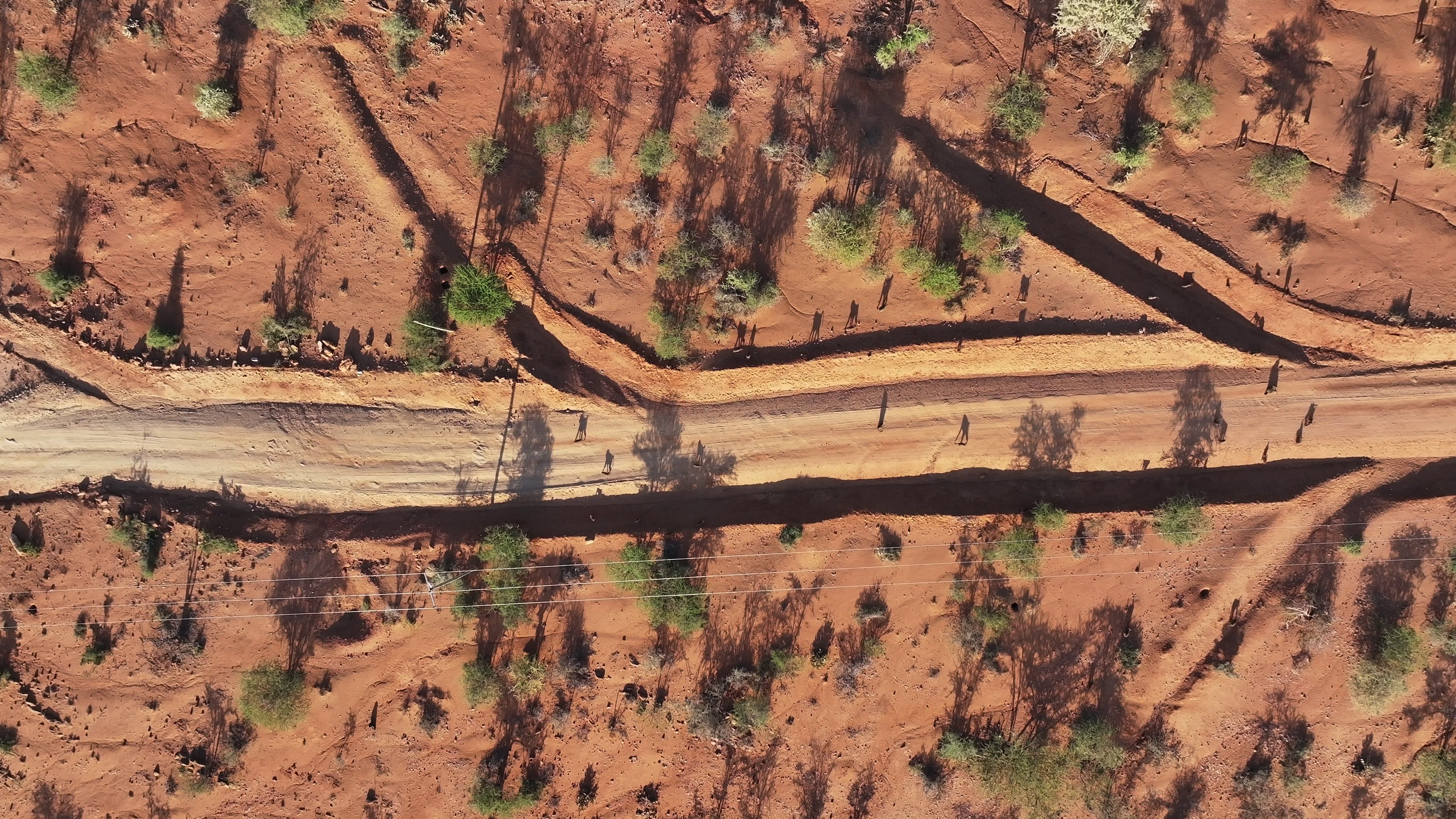 Aerial footage of baboons