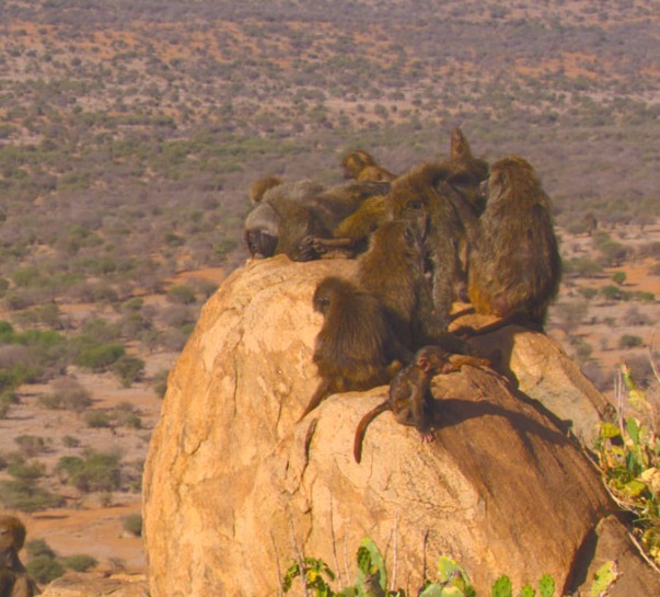 Baboons on the Move preview