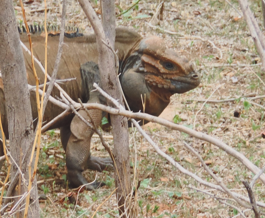 Radio Telemetry Tracker preview