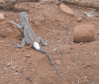 Lizard with radio tag