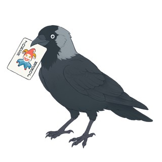 Jackdaw